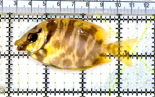 Golden Rabbitfish GR072501 WYSIWYG Size: M 3.5” approx