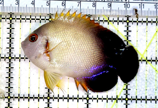 Half Black Vroliki Angelfish HBVA072501 WYSIWYG Size: ML 3" approx