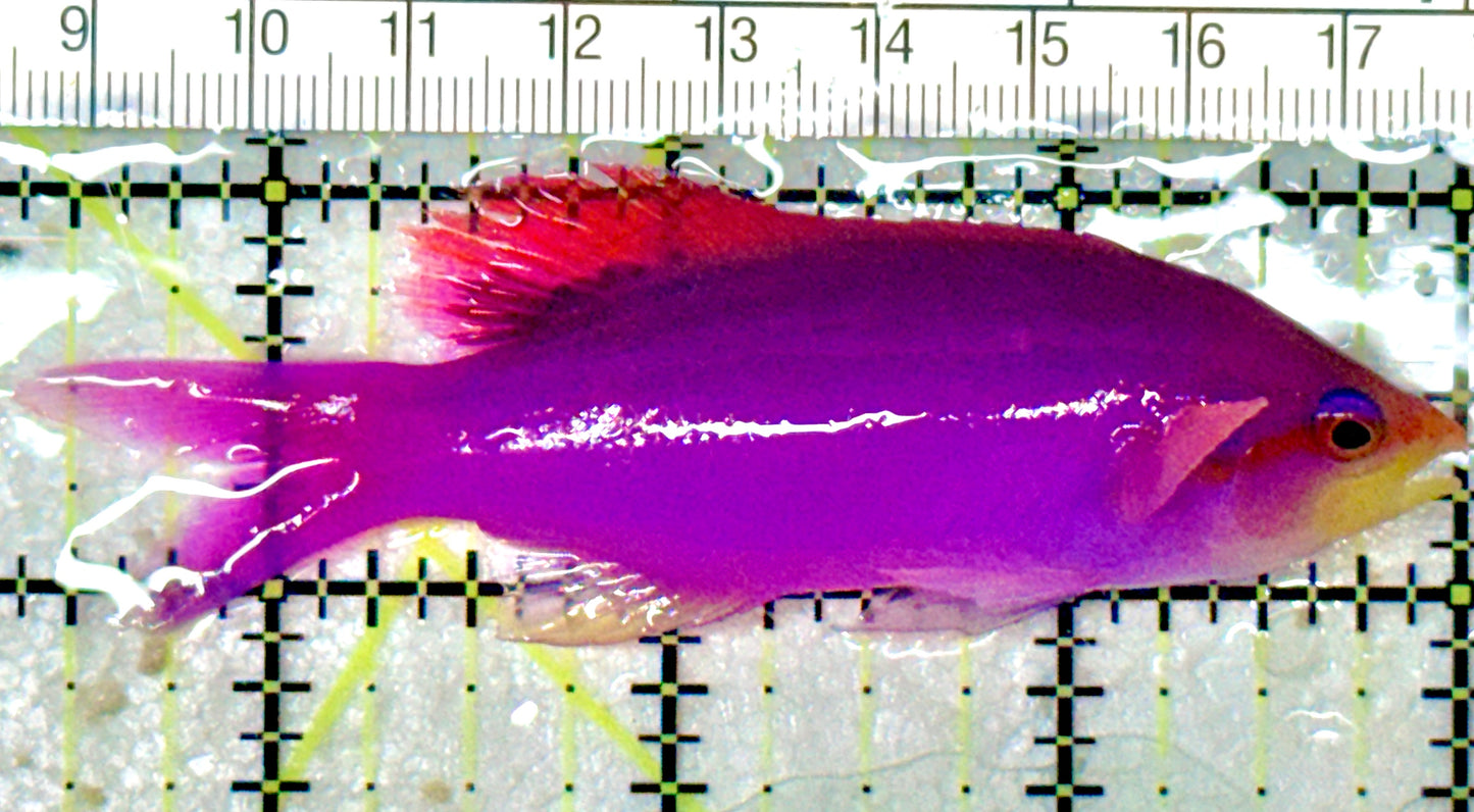 Purple Queen Anthias PQA053103 WYSIWYG Size: XL 3.5" approx