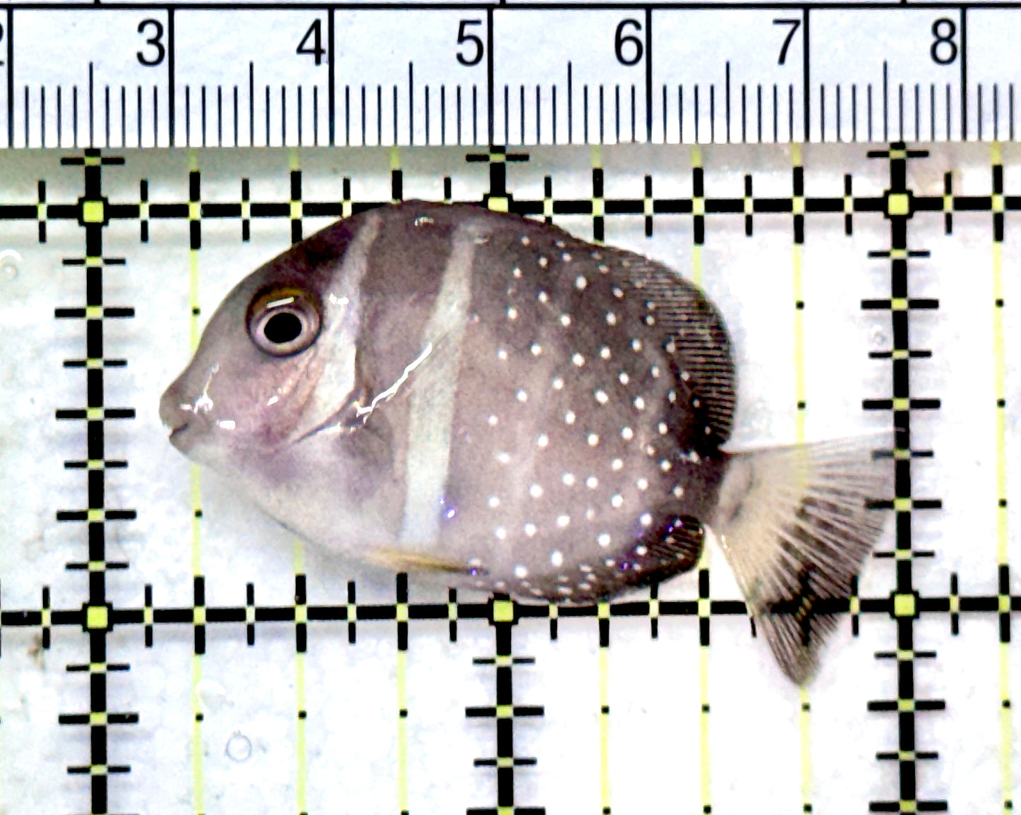 Mustard Guttatus Tang MGT072501 WYSIWYG Size :Tiny 1.75" approx
