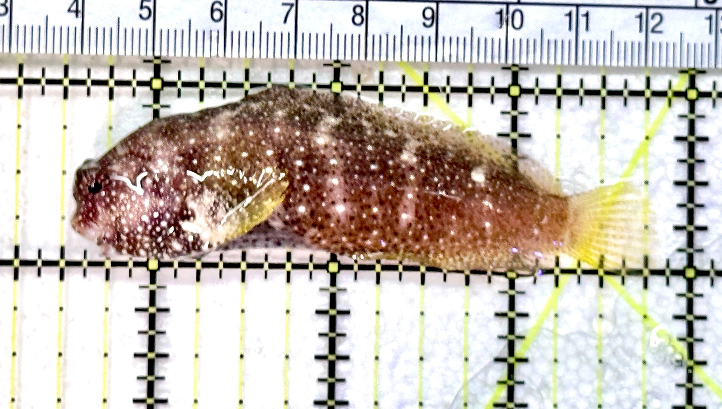 Starry Blenny SB072501 WYSIWYG Size: L 3.25" approx