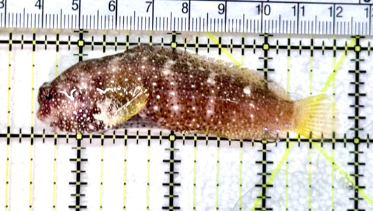 Starry Blenny SB072501 WYSIWYG Size: L 3.25" approx