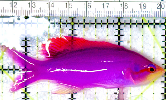 Purple Queen Anthias PQA053104 WYSIWYG Size: XL 3.5" approx