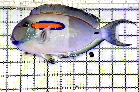 Orange Shoulder Tang OST072502 WYSIWYG Size: XXXL/Show Adult:  9.75"approx