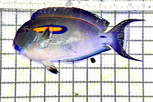 Orange Shoulder Tang OST072503 WYSIWYG Size: XXXL/Show Adult:  9.5"approx