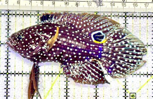 Altevelis Marine Betta (large spotted species) AMB072501 WYSIWYG Size: XXL 4.75" approx