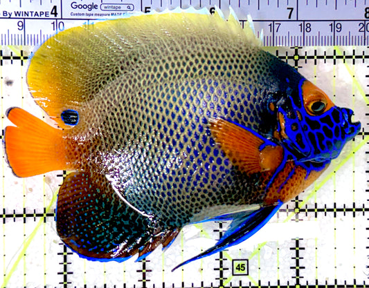 Blueface Angelfish Adult (Sumatra Vibrant Colors) BAA053101 WYSIWYG Size: L 4.75" approx