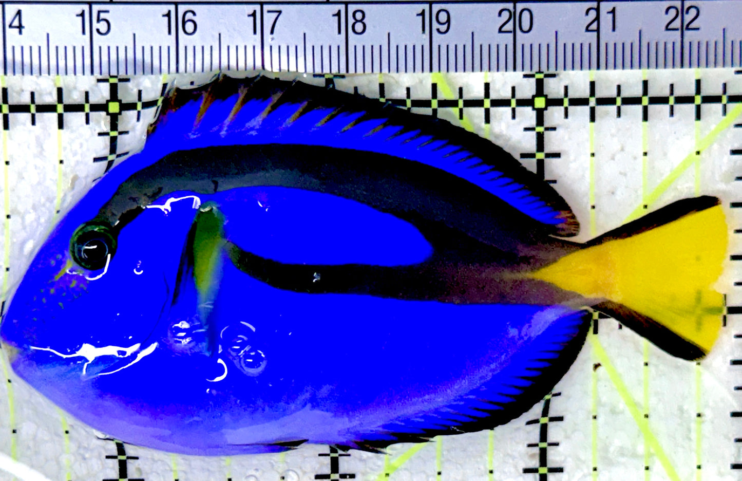 Blue Hippo Tang BHT053101 WYSIWYG Size: M 3.5" approx