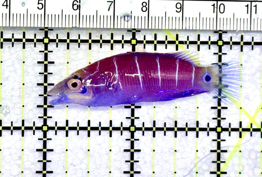 Mystery Wrasse MW072501 WYSIWYG Size: L 2.25" approx