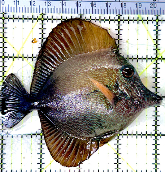 Scopas Tang ST053101 WYSIWYG  Size: S 3" approx