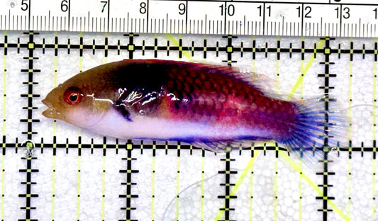 Blueside Fairy Wrasse BFW072501 WYSIWYG Size: XL 3.25" approx