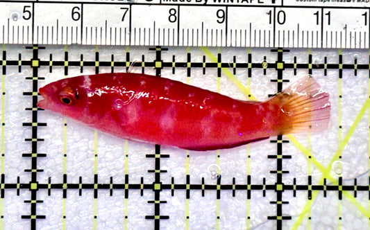 Magma Fairy Wrasse MFW072501 WYSIWYG Size: L 2.5"approx
