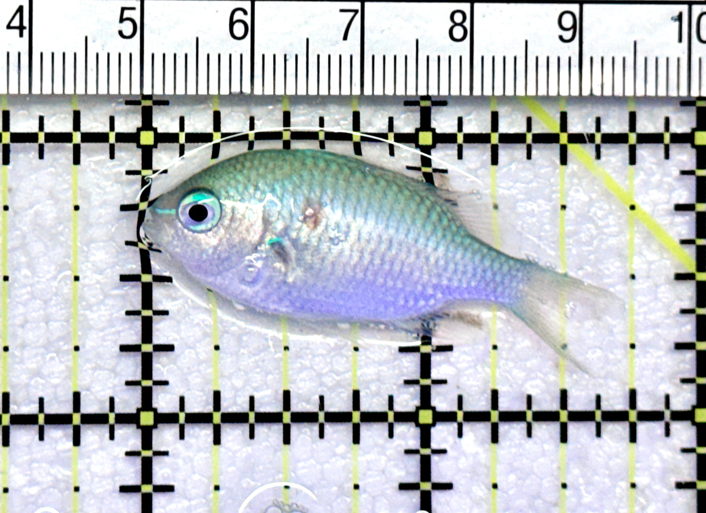 Green Chromis Fish GCF072501 WYSIWYG Size: S 1.75" approx