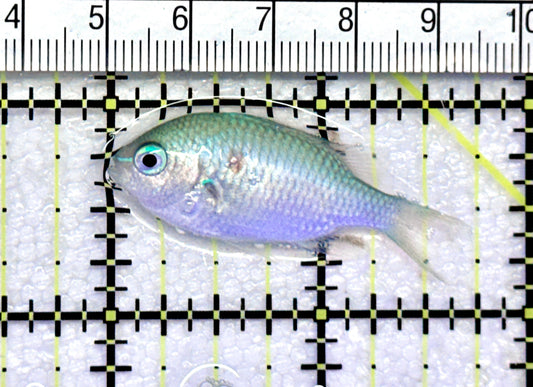 Green Chromis Fish GCF072501 WYSIWYG Size: S 1.75" approx