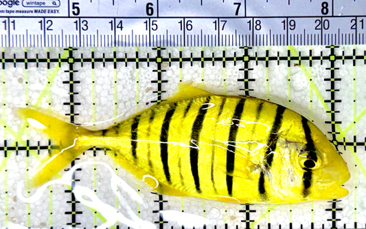 Gold Black Pilot Fish GBPF053101 WYSIWYG Size: M 3.5" approx