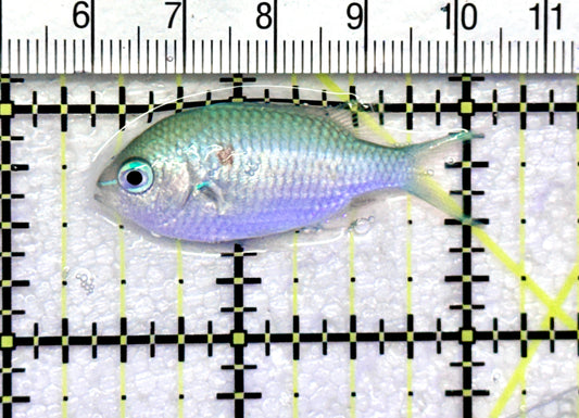 Green Chromis Fish GCF072502 WYSIWYG Size: S 1.75" approx