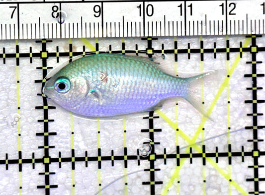 Green Chromis Fish GCF072503 WYSIWYG Size: S 1.75" approx