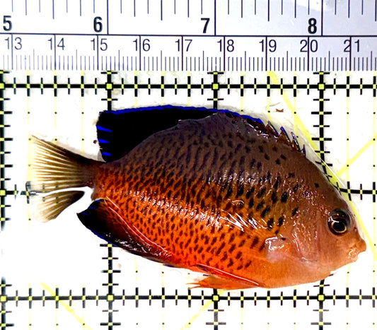 Rusty Angelfish RA060101 WYSIWYG Size: L 3.25" approx