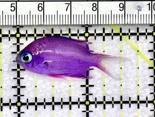 Rare Purple Reef Chromis RPRC072501 WYSIWYG Size: 1.5" approx