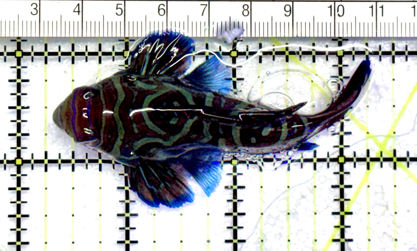 Green Mandarin Dragonet GMD072501 WYSIWYG Size: XXXL/SHOW 3.25" Approx