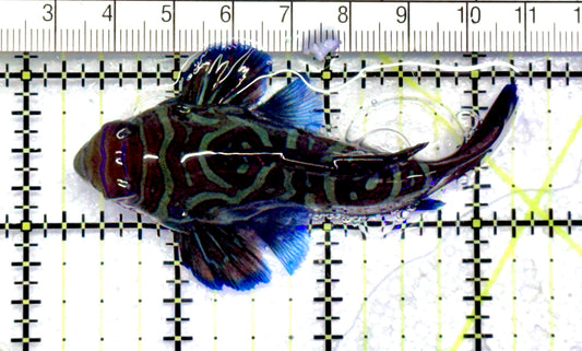 Green Mandarin Dragonet GMD072501 WYSIWYG Size: XXXL/SHOW 3.25" Approx