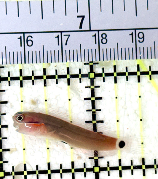 Tailspot Blenny TB060101 WYSIWYG Size: S 1.5" approx
