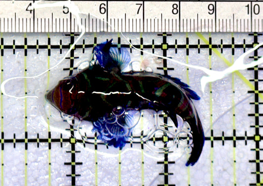 Green Mandarin Dragonet GMD072502 WYSIWYG Size: L 2" approx