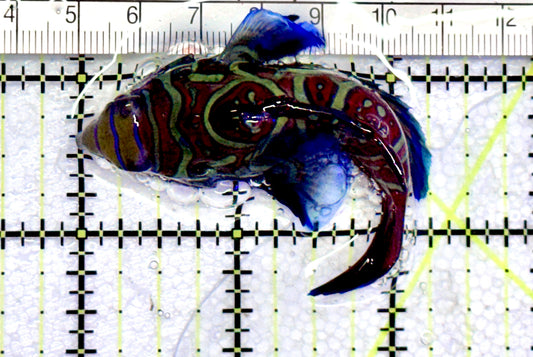 Green Mandarin Dragonet GMD072503 WYSIWYG Size: XXL 3" approx