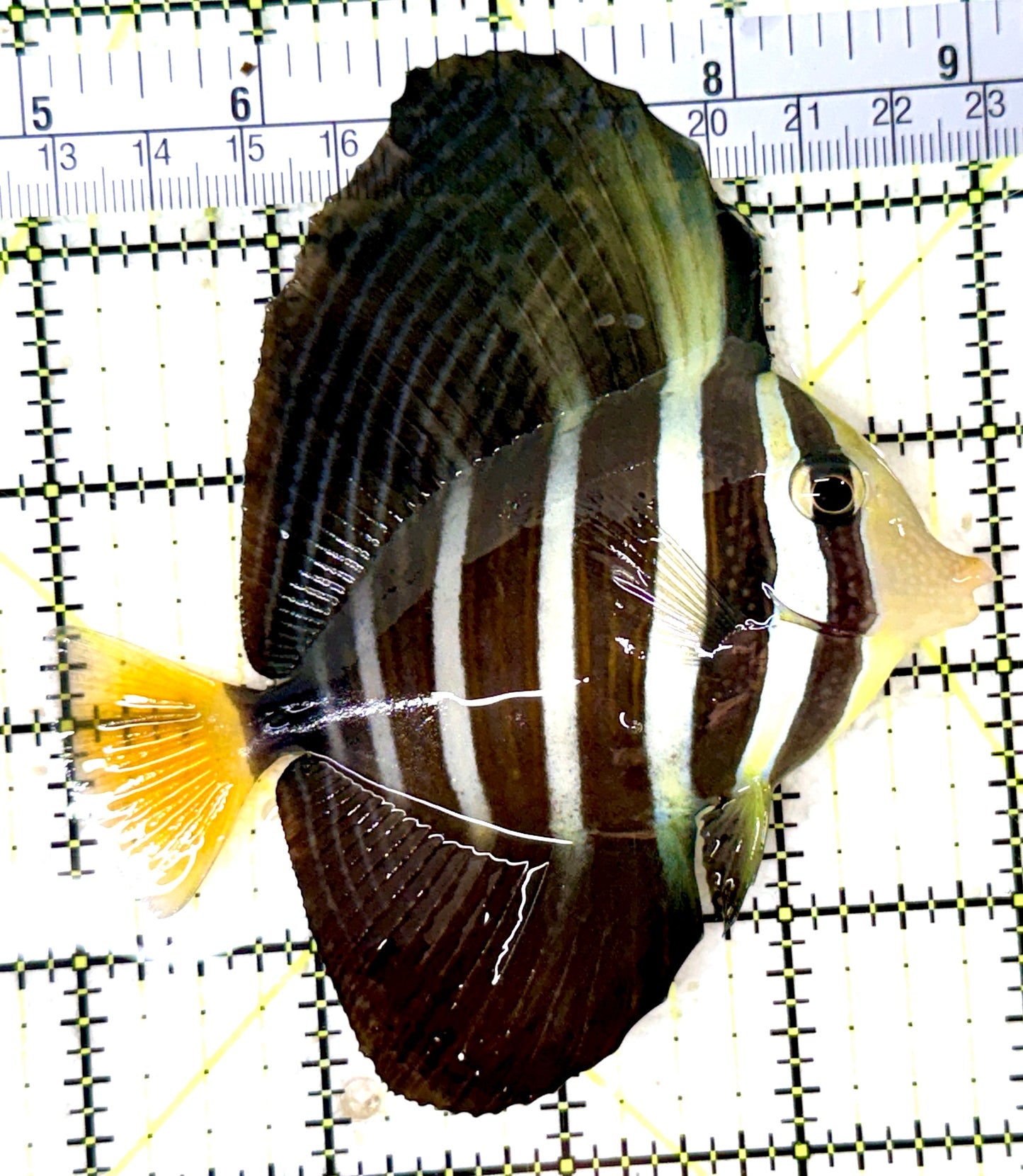 Sailfin Tang ST060101 WYSIWYG Size: ML 4" approx