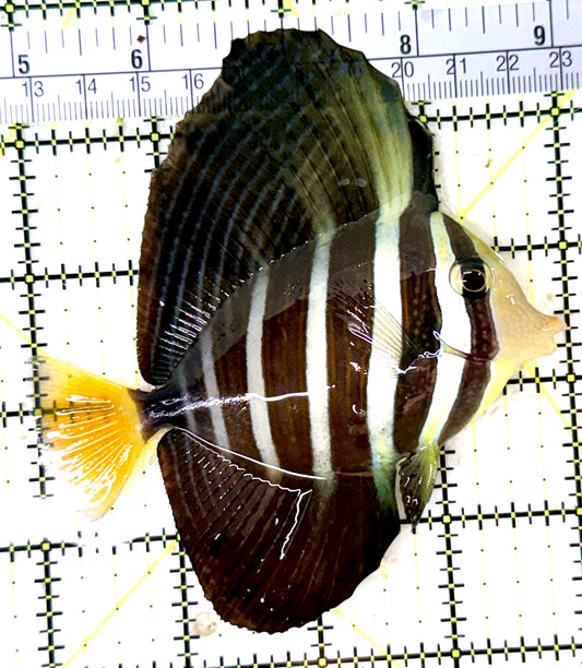 Sailfin Tang ST060101 WYSIWYG Size: ML 4" approx