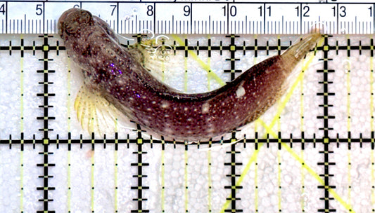 Starry Blenny SB072502 WYSIWYG Size:L 3" approx
