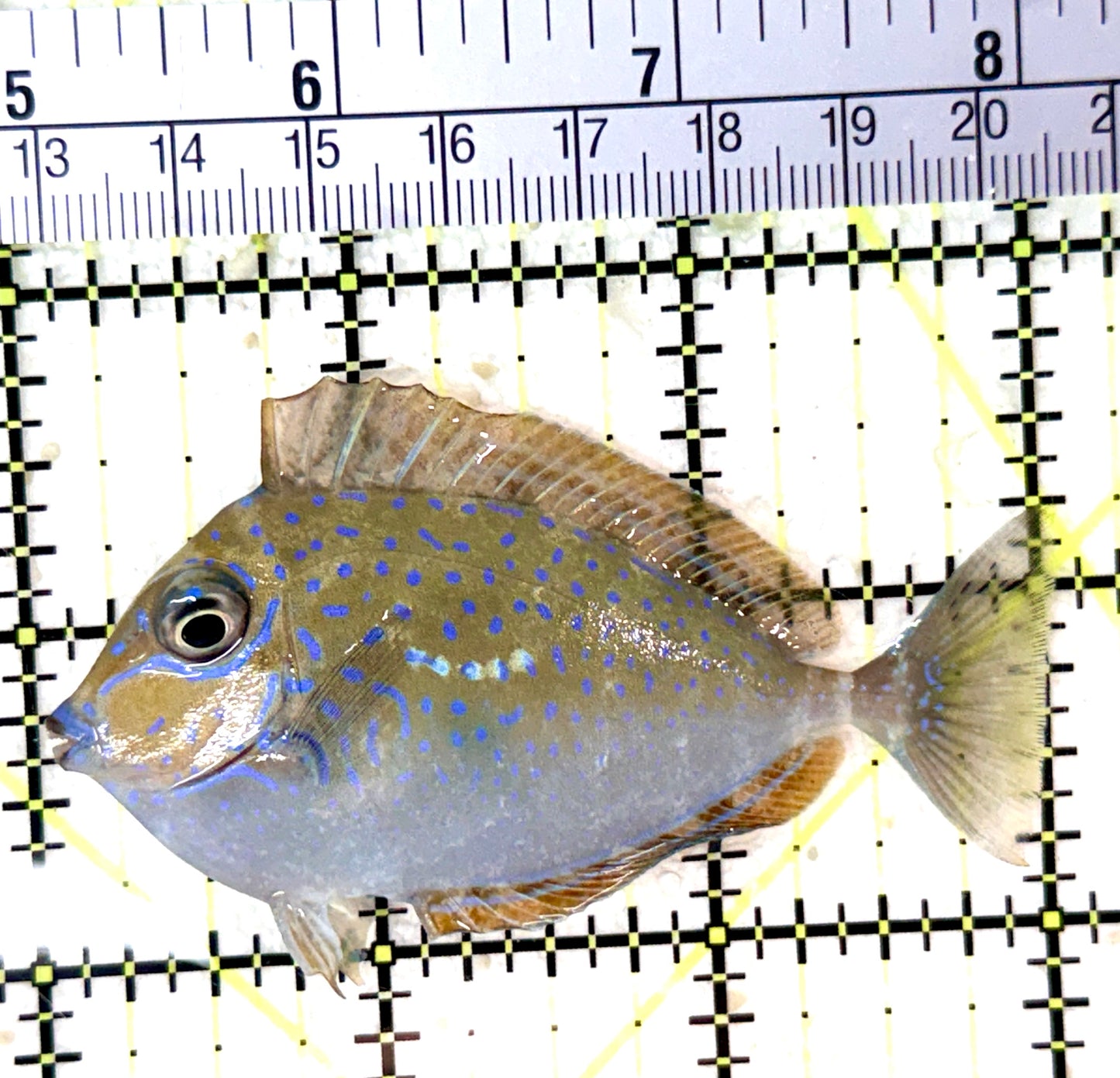 Vlamingi Unicorn Tang VUT060101 WYSIWYG Size: M 3" approx
