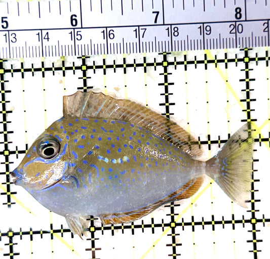 Vlamingi Unicorn Tang VUT060101 WYSIWYG Size: M 3" approx