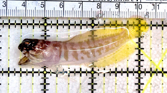 Bali Tiger Jawfish BTJ072501 WYSIWYG Size SM : 2.75" approx