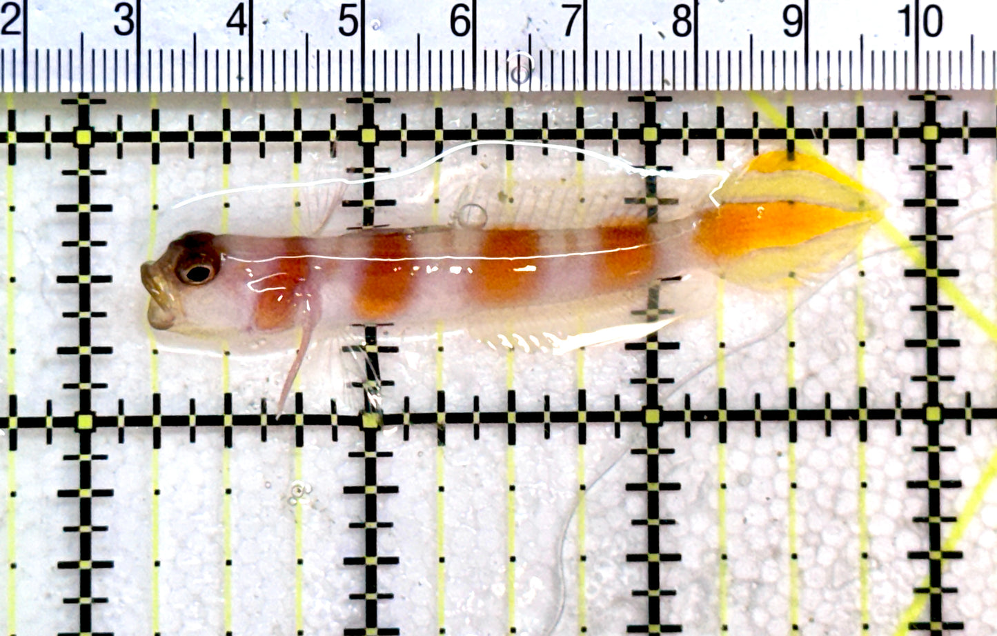 Orange Banded Steinitz's Prawn Goby OBSP072501 WYSIWYG Size:2.5" approx