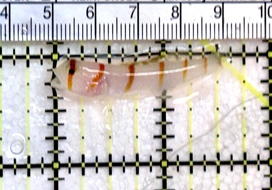 Randall's Goby RG072501 WYSIWYG Size:1.75" approx