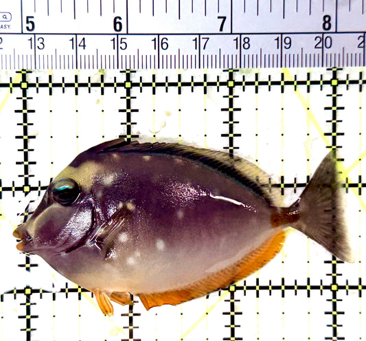 Naso Tang NT060101 WYSIWYG Size: M 3.25" approx