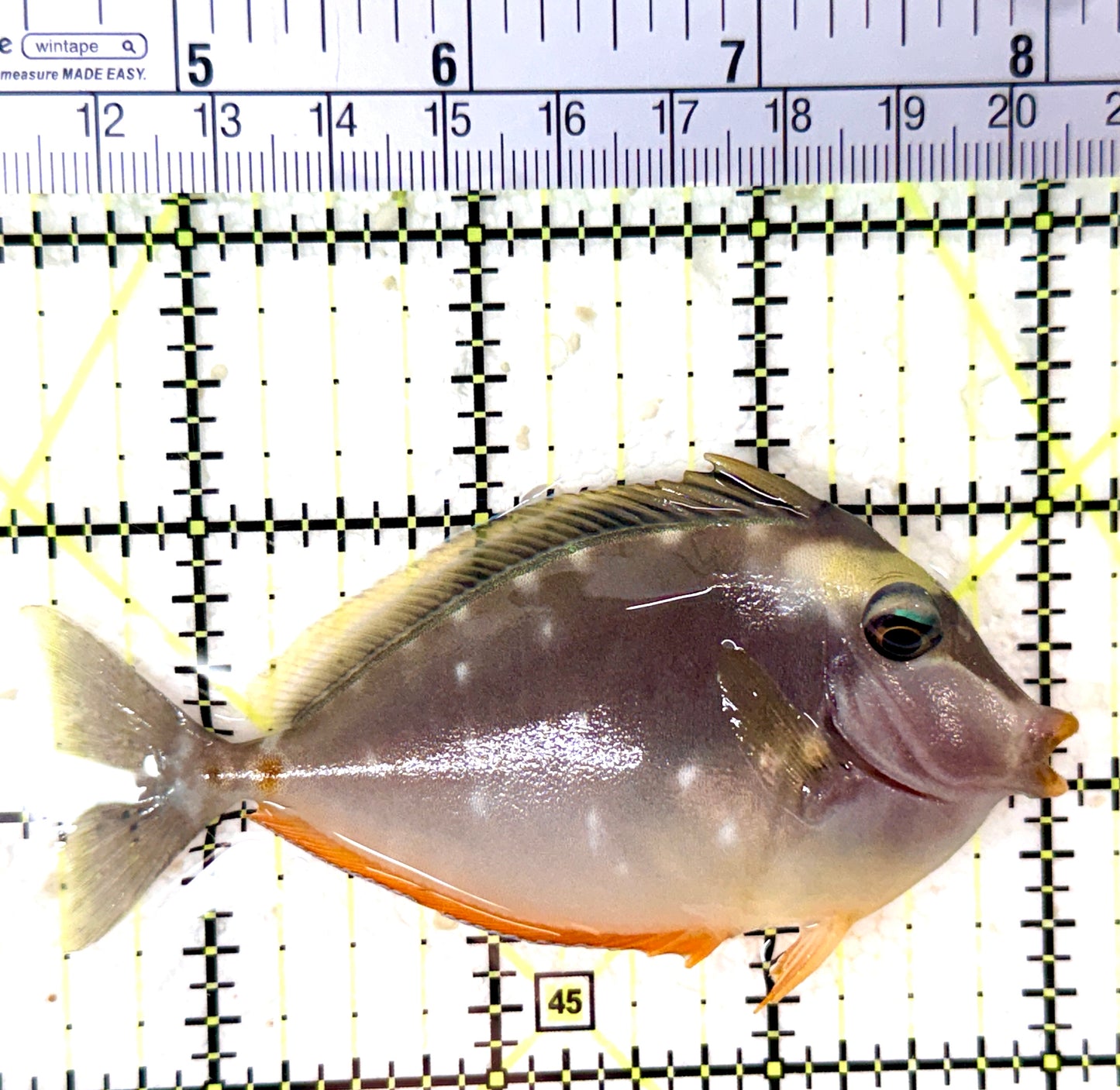 Naso Tang NT060102 WYSIWYG Size: M 3.5" approx