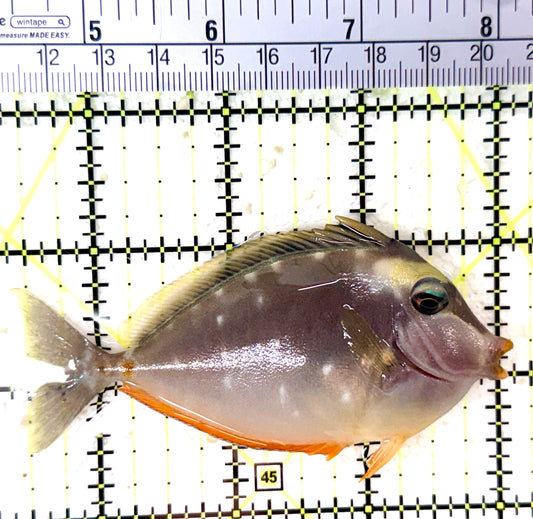 Naso Tang NT060102 WYSIWYG Size: M 3.5" approx