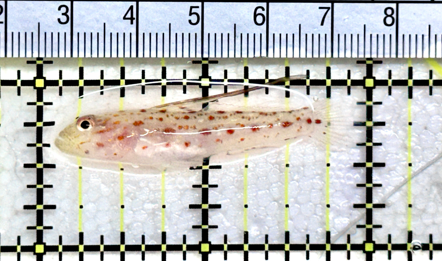 Tangaroa Goby TG072501 WYSIWYG Size:2" approx