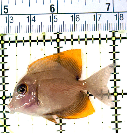 Flame Fin Tomini Tang FFTT060101 WYSIWYG Size: S 2" approx