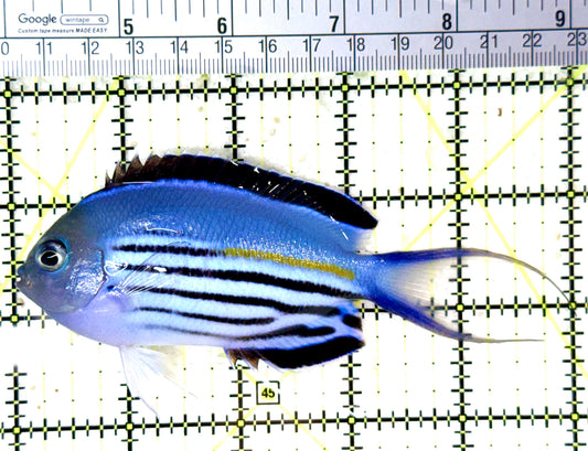 Watanabe Angelfish (Male) WA060101 WYSIWYG Size: XL 5" approx