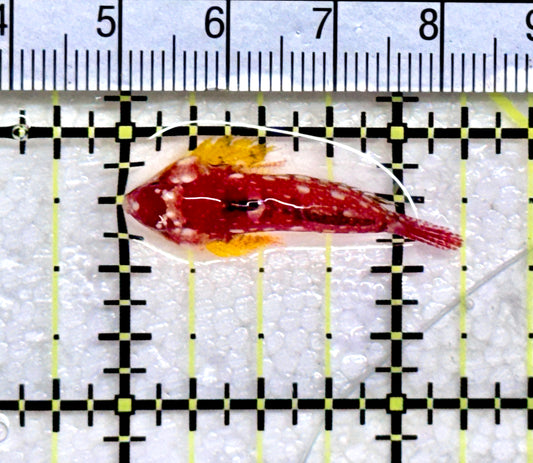 Ruby Red Draggonet RRD072501 WYSIWYG Size:1.25" approx