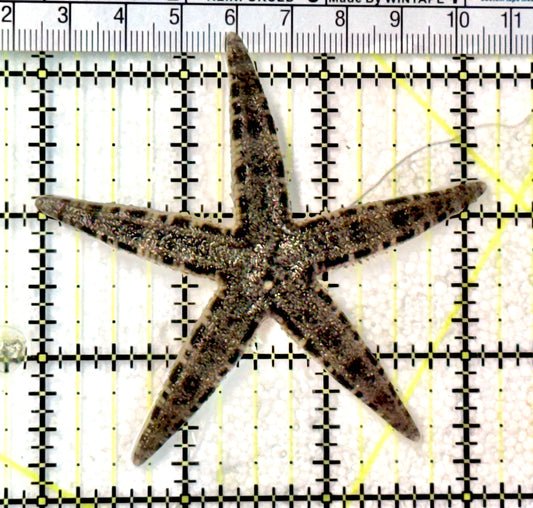 Sand Shifting Starfish SSS072501 WYSIWYG Size:3.25" approx