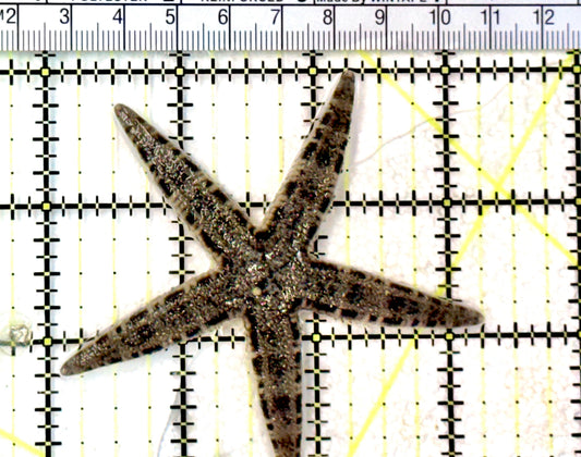 Sand Shifting Starfish SSS072502 WYSIWYG Size:3.25" approx