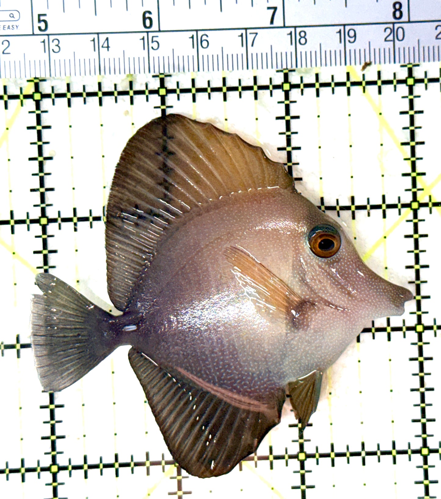 Scopas Tang ST060103 WYSIWYG Size: M 3.25" approx