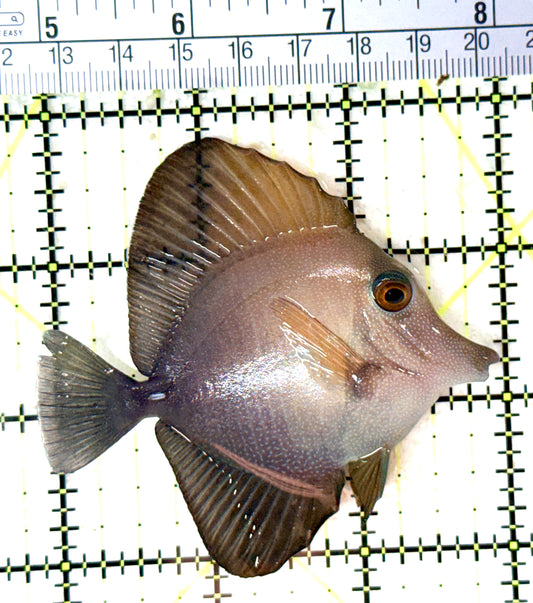 Scopas Tang ST060103 WYSIWYG Size: M 3.25" approx