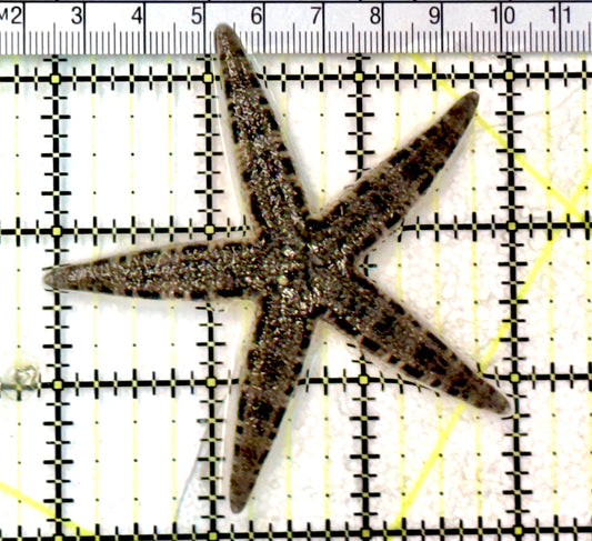 Sand Shifting Starfish SSS072503 WYSIWYG Size:3" approx