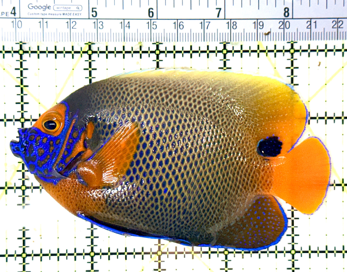 Blueface Angelfish Adult (Sumatra Vibrant Colors) BAA060102 WYSIWYG Size: L 4.75" approx