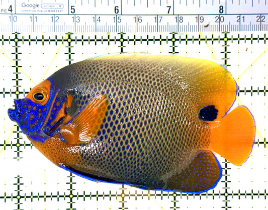 Blueface Angelfish Adult (Sumatra Vibrant Colors) BAA060102 WYSIWYG Size: L 4.75" approx